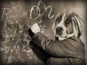 HaveTheBestDog/ce2.jpg