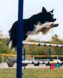 HaveTheBestDog/0.jpg