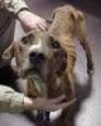 HaveTheBestDog/000.jpg