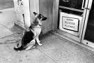 HaveTheBestDog/again.jpg