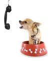 HaveTheBestDog/dogphone1.jpg