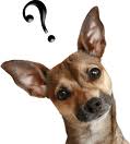 HaveTheBestDog/dogques1.jpg