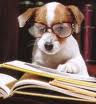 HaveTheBestDog/dogreading.jpg