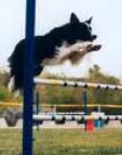 HaveTheBestDog/newagility2.jpg