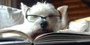 HaveTheBestDog/studydog1.jpg